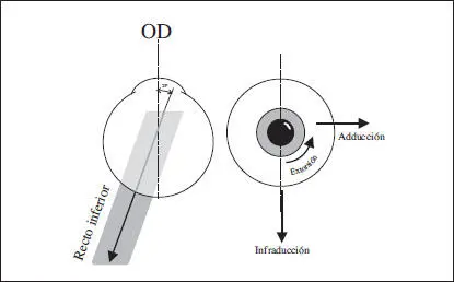 Fig 36 Acción del recto inferior en el ojo derecho 323 Acción de los - фото 58