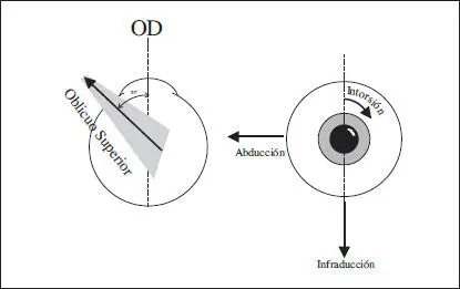 Fig 37 Acción del oblicuo superior en el ojo derecho En el caso del oblicuo - фото 59