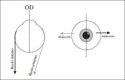 Fig 34 Acciones del recto externo en gris e interno en negro en el ojo - фото 56