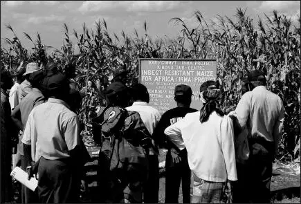 Plantación de maíz Bt en Kenia Para tratar de combatir la plaga del taladro - фото 18