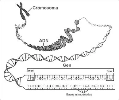 Estructura y ordenación del los cromosomas genes y bases nitrogenadas - фото 4