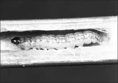 Larva del taladro europeo del maíz Ostrinia nubilalis La oruga va - фото 16