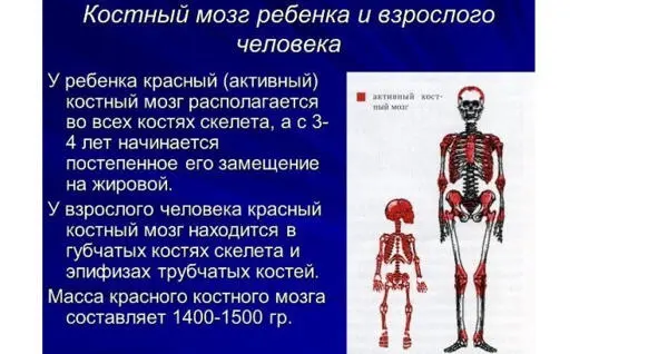 Расположение костного мозга Марса в теле человека Тот же алгоритм и с - фото 29