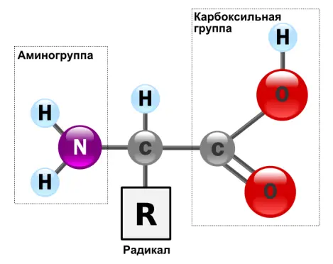 Рисунок взято из Википедии Есть одна особенность аминокислот которая имеет - фото 40