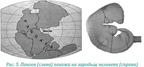Это и был зародыш начала всего Такие зародыши заложены в каждом живом - фото 15