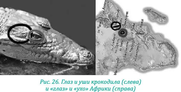 Такое строение абсолютно повторяет вид крокодильего лица Африки большой глаз - фото 37