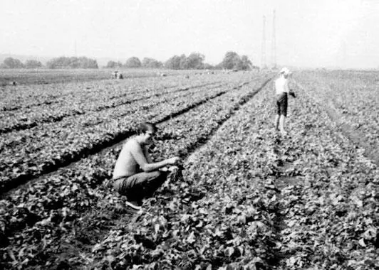 На прополке В 1967 году я попал в совхоз довольно поздно в концесередине - фото 15