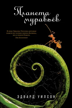 Эдвард Осборн Уилсон Планета муравьёв обложка книги