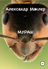 Александр Маклер - Мураш