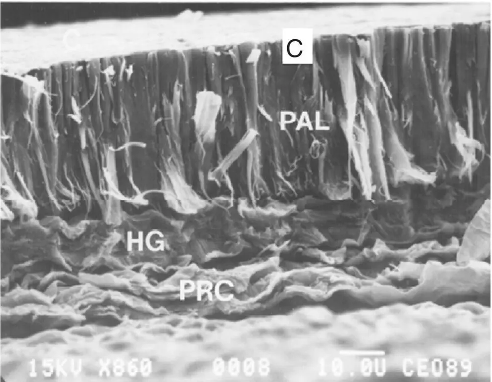 Fig 35 SEM showing structural components of dry navy bean seed coat - фото 22