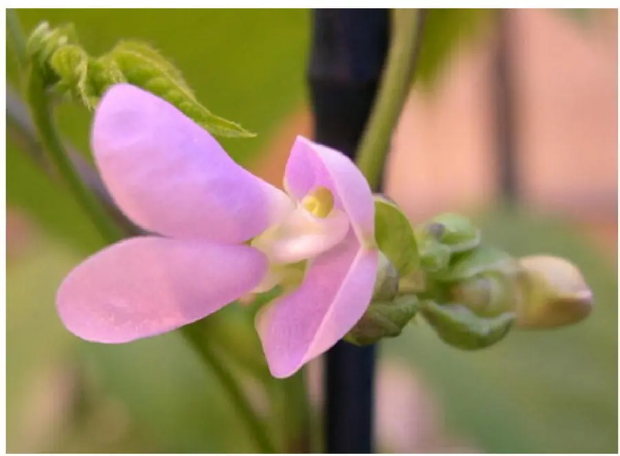 Fig 24 Open bean flower is already selfpollinated The immature bud in the - фото 14