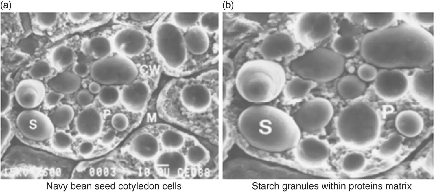 Fig 36 SEMs showing structural components of dry navy bean a seed - фото 23