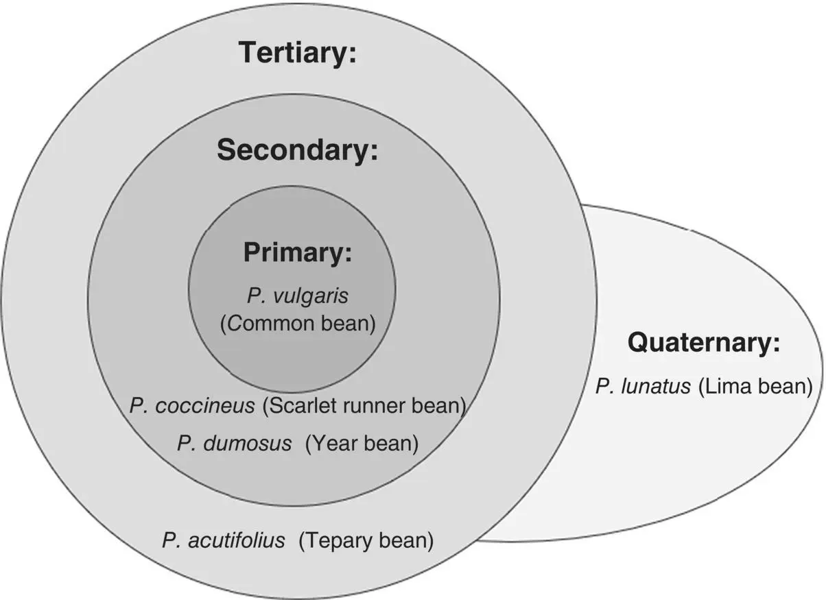 Fig 23 Genus Phaseolus includes five cultivated species that reside in four - фото 13