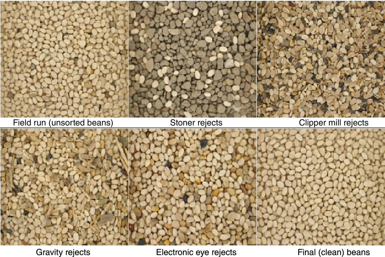 Fig 43 Appearance of samples taken at various stages of dry bean - фото 27