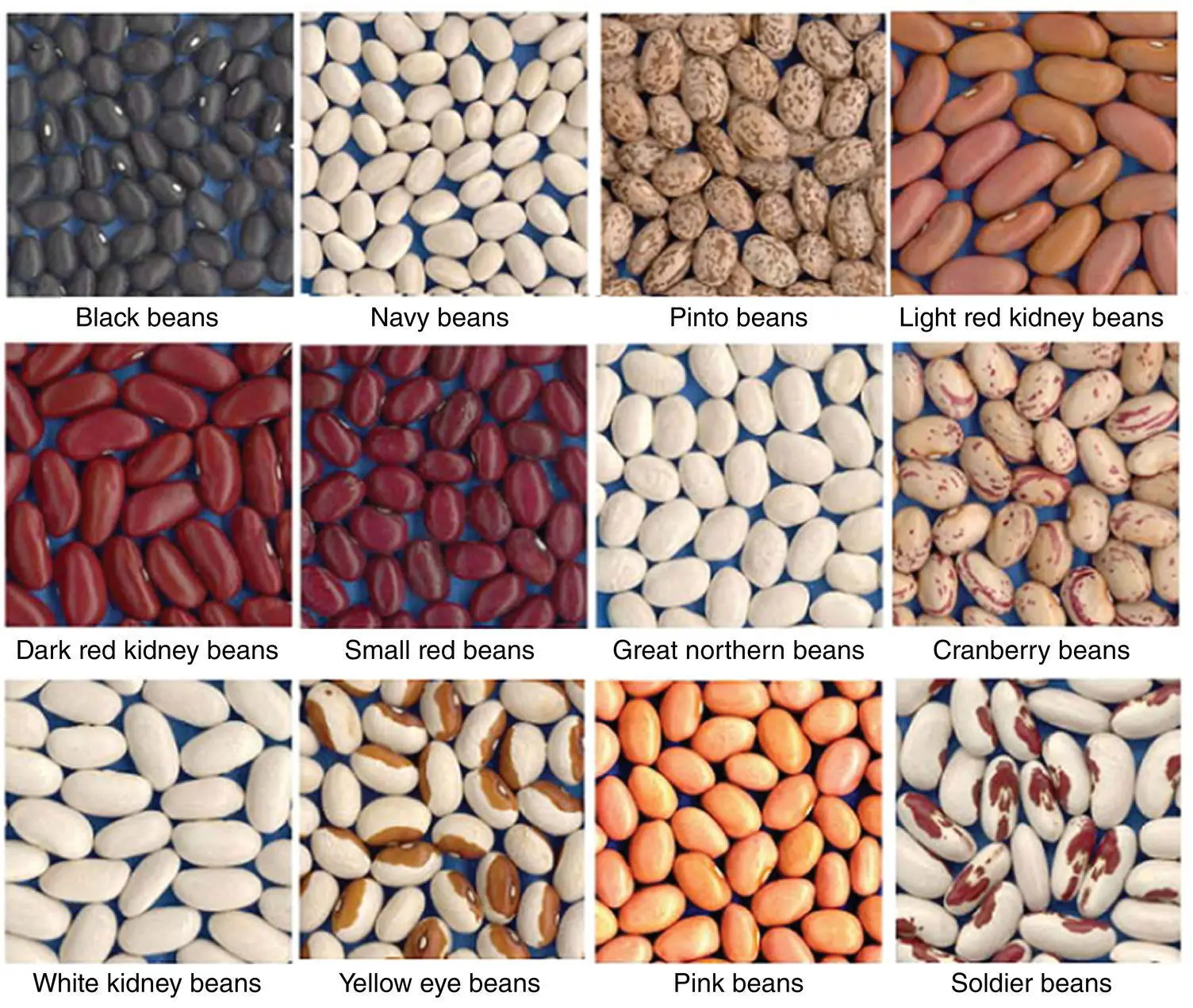 Fig 33 Pictures of selected common dry beans For color detail please see - фото 20