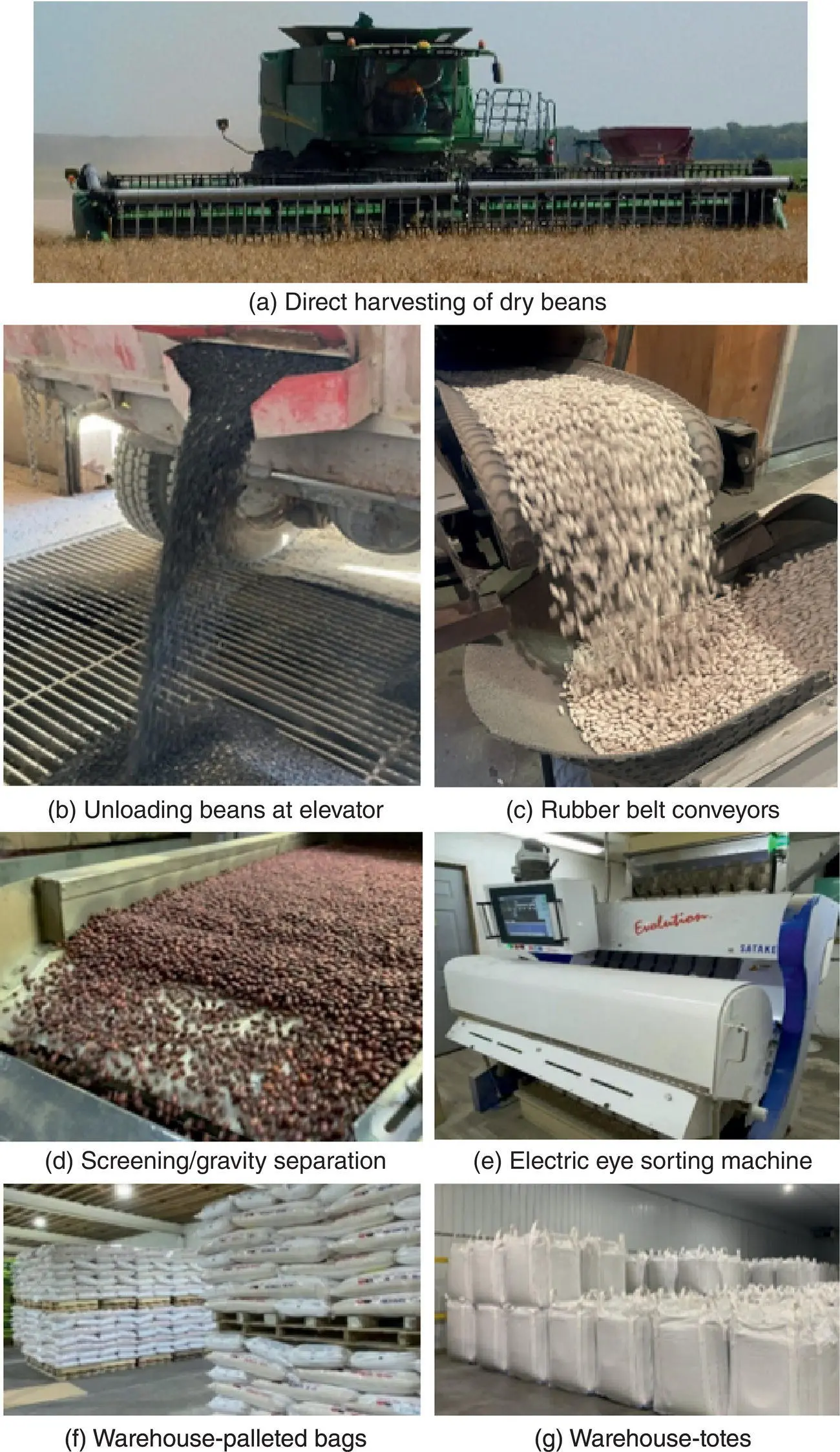 Fig 42 Harvesting through packaging and warehousing of dry beans For color - фото 26