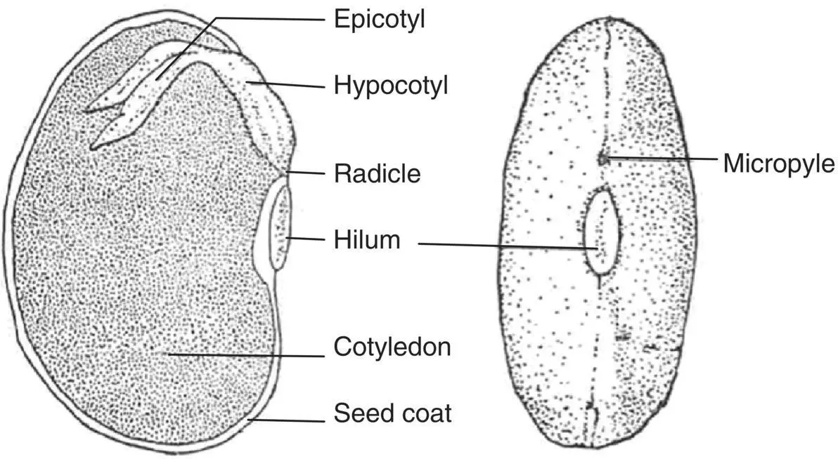 Fig 34 Schematic of a dry bean seed Source Adapted from Georges 1982 - фото 21