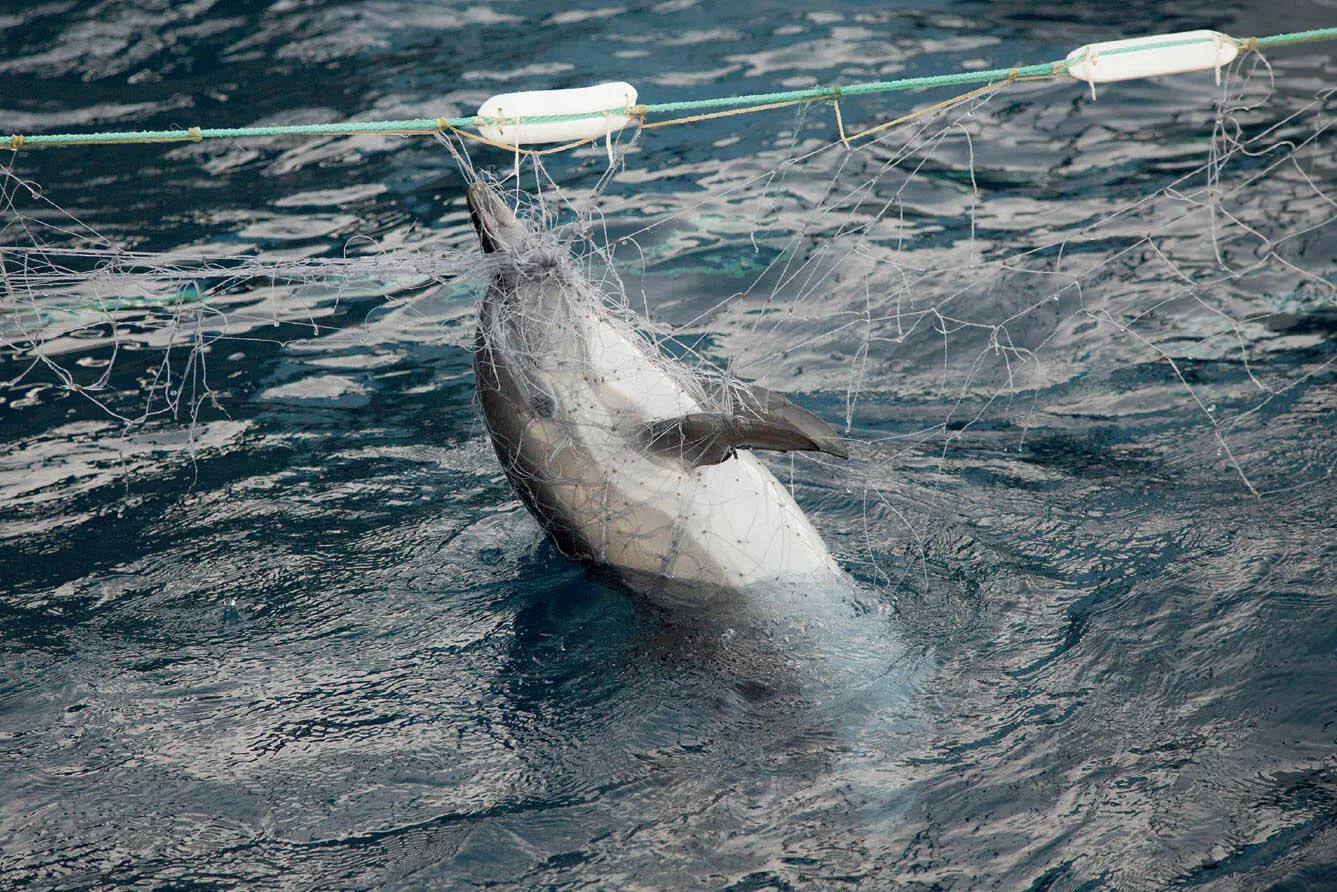 Delfin steckt in illegalem Treibnetz fest Während der Operation Driftnet von - фото 5
