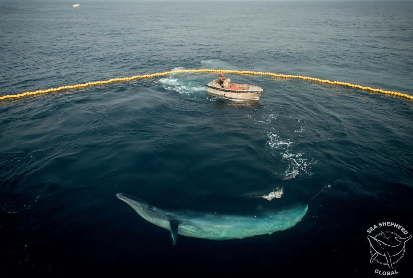 Wal gefangen im Netz Egal wo wir gerade sind der Verlust der Artenvielfalt - фото 6