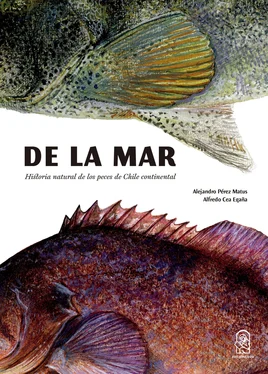 Alejandro Pérez Matus De la mar обложка книги