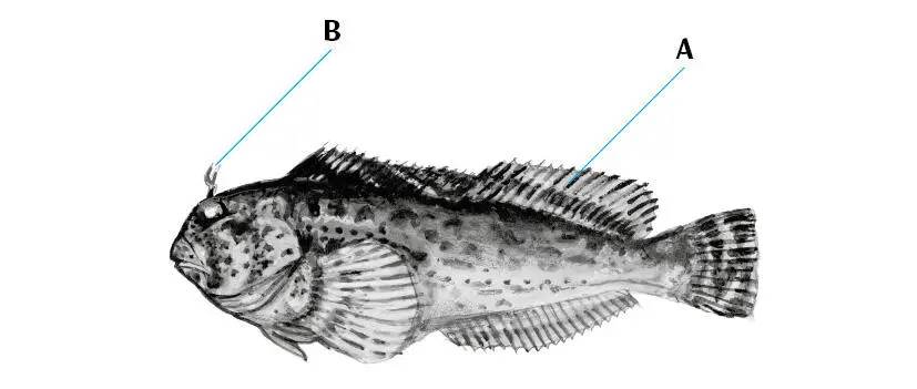 Historia natural El cachudito es común en zonas rocosas de bahías y cercanas a - фото 57