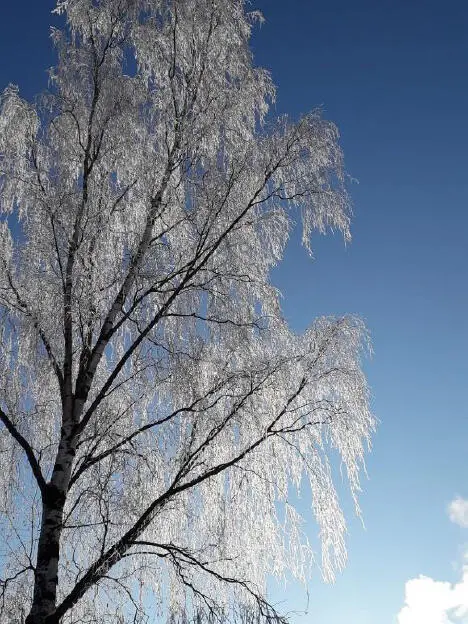 Täuschung Die erste Lerche Frühlingsgewiss Frühlingswunsch Herbst im - фото 3