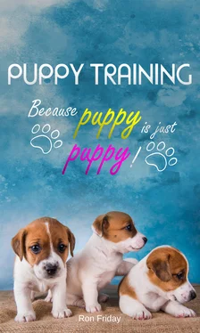 Ron Friday Puppy training because puppy is just puppy! обложка книги