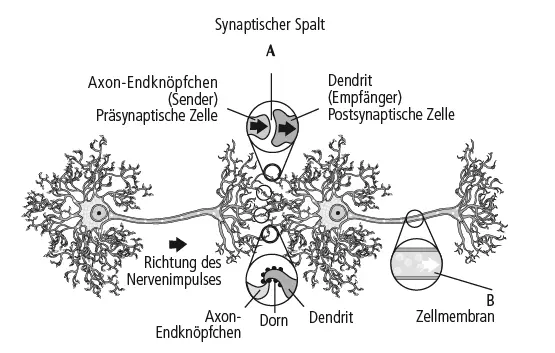 Abbildung 33 Schematische Darstellung des synaptischen Spalts der - фото 10