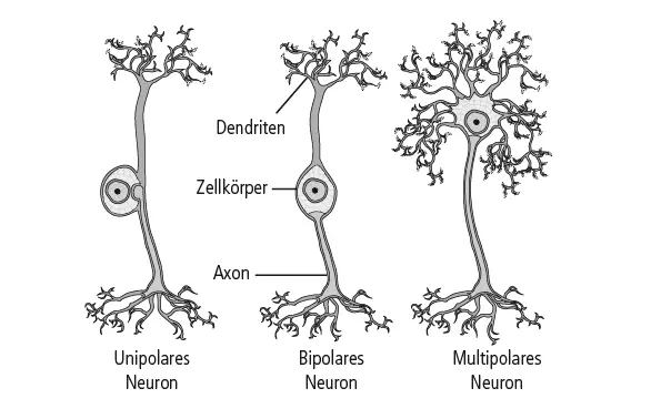 Abbildung 32 Neuronen kommunizieren über ihre Axone und Dendriten in einem - фото 8