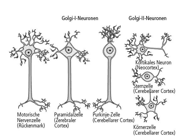 Abbildung 32 Neuronen kommunizieren über ihre Axone und Dendriten in einem - фото 9