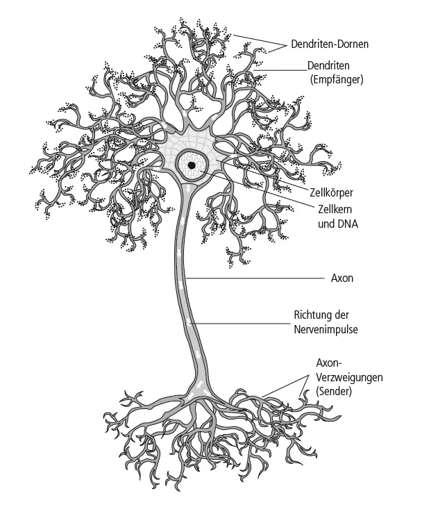 Abbildung 31 Ein Neuron Mit ihrer großen Beweglichkeit ähneln alle Teile des - фото 7