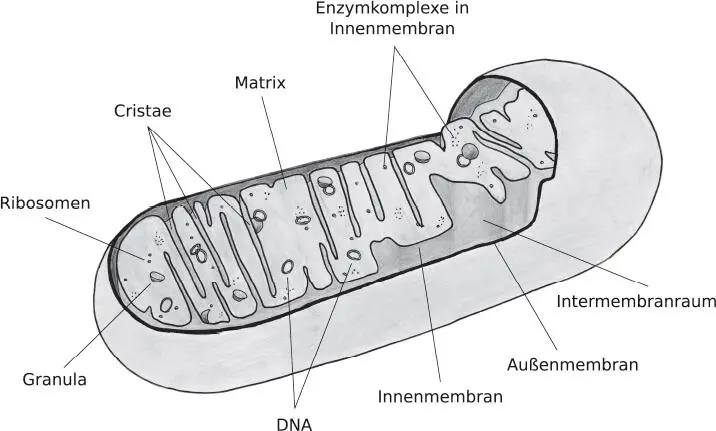 Mitochondrium Die Innenmembranweist starke Faltungen bzw Einstülpungen in die - фото 2