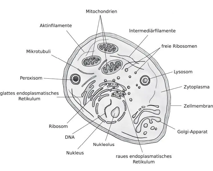 Aufbau der Zelle Das Zytoplasmaist eine flüssige gelartige Substanz innerhalb - фото 1