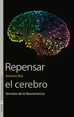 Antonio Rial García Repensar el cerebro обложка книги