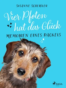 Susanne Scheibler Vier Pfoten hat das Glück - Memoiren eines Dackels обложка книги