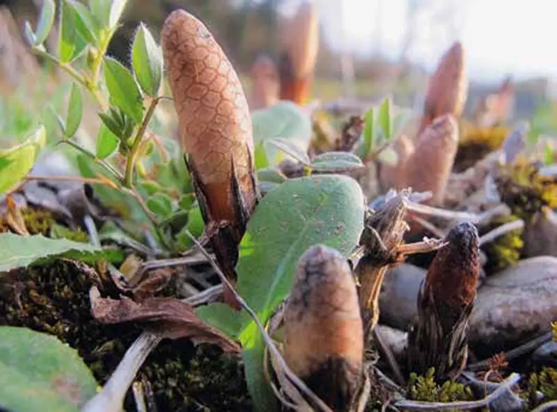 Sechseckstruktur an jungen AckerschachtelhalmSporenkolben Equisetum arvense - фото 29
