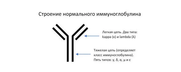 Легкие цепи изза низкой молекулярной массы способны проникать через - фото 3