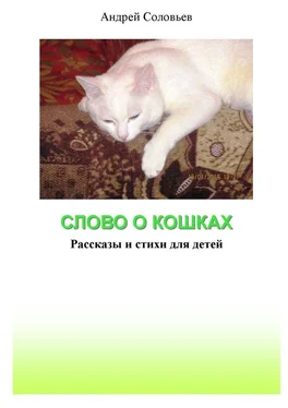 Андрей Соловьев Слово о кошках. Рассказы и стихи для детей обложка книги
