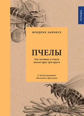 Фридрих Хайнбух Пчелы. Что человек и пчела значат друг для друга обложка книги