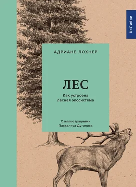 Адриане Лохнер Лес. Как устроена лесная экосистема обложка книги