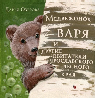 Дарья Озерова Медвежонок Варя и другие обитатели ярославского лесного края обложка книги