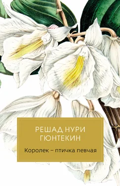 Решад Гюнтекин Королек – птичка певчая обложка книги