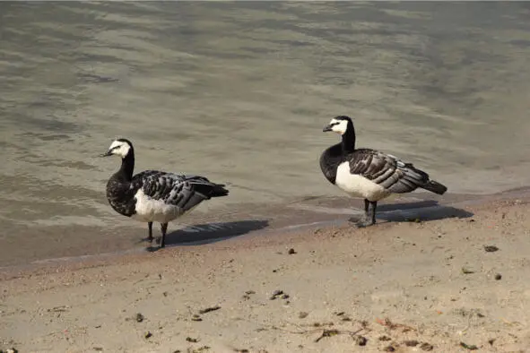 Белощекая казарка Branta leucopsis Цветные валуны залива Seurasaarenselkä - фото 7