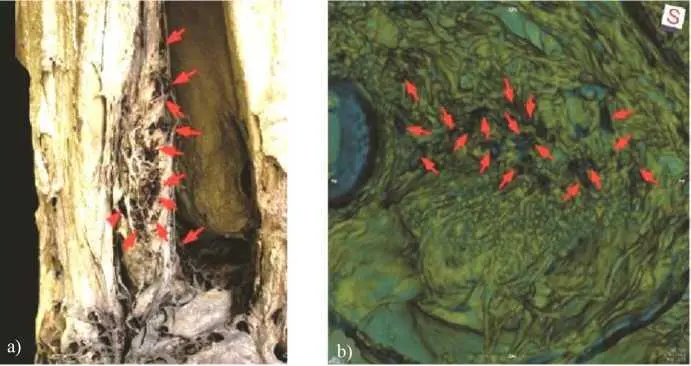 Figure 410 Location of Calliphoridae diptera puparia red arrows a on the - фото 16