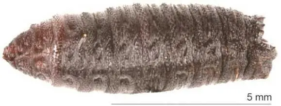 Figure 411 Remarkably preserved subfossil puparium of a Calliphoridae fly - фото 17