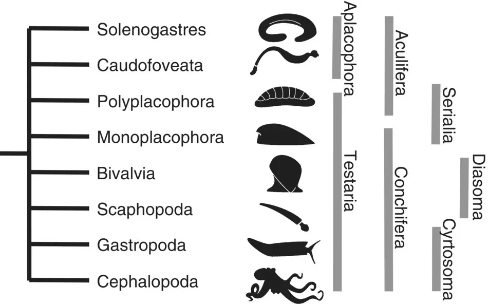 Figure 11 Schematic topology of the major evolutionary hypotheses and sister - фото 2