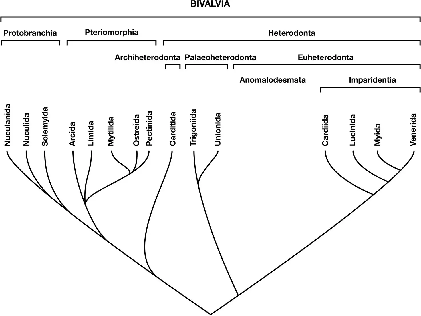 Figure 12 Phylogenetic diagram showing hypothesised relationships between the - фото 3