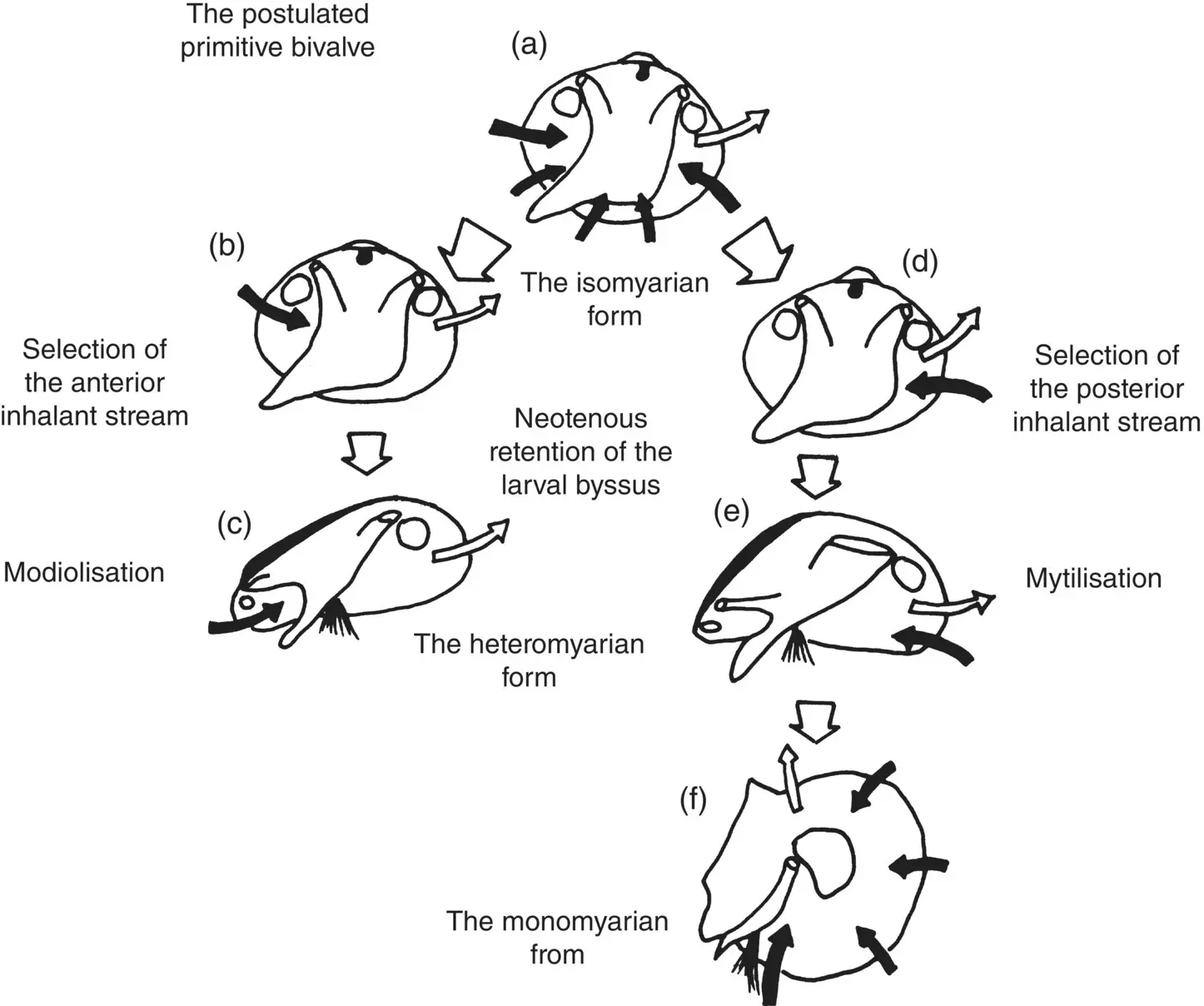 Figure 13 Evolution of the heteromyarian form and ultimately of the - фото 4