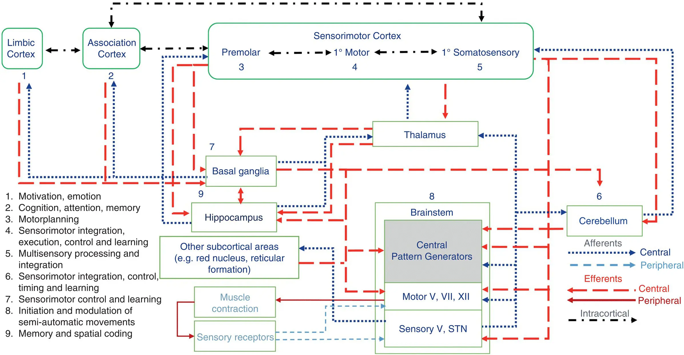 Figure 12 A general view of the neural circuitries of the brain mechanisms of - фото 4