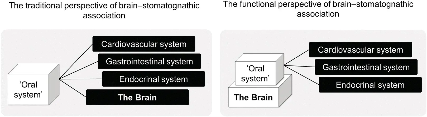 Figure 11 The association between the brain and the stomatognathic system The - фото 3